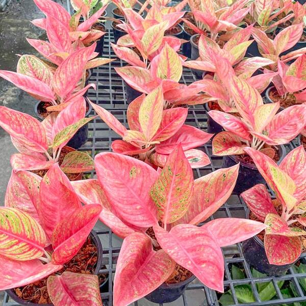 Aglaonema LEGACY RED MUTATION