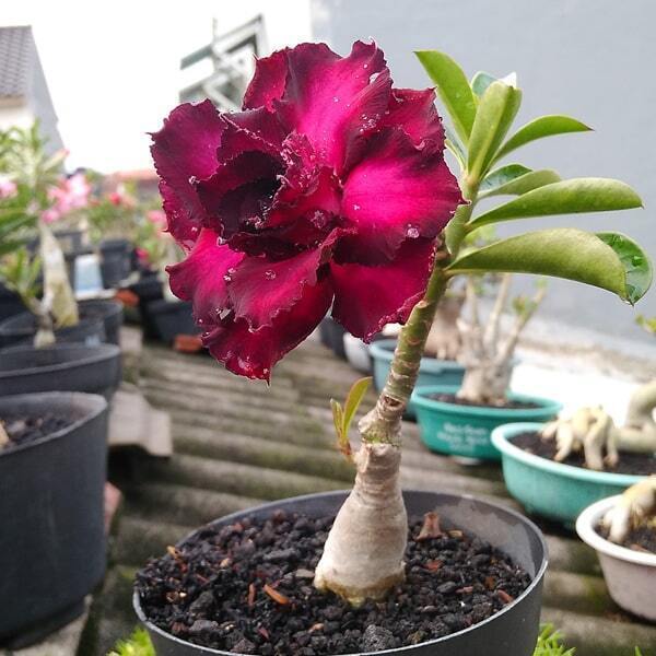 Adenium obesum REDDY PURPLE