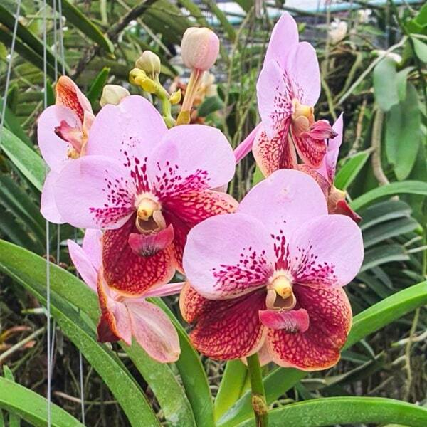 Vanda orchid V RENU DELIGHT