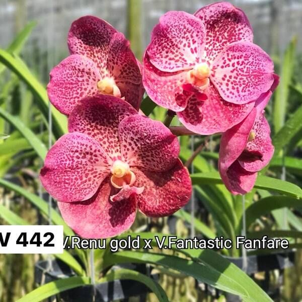 Vanda orchid V RENU GOLD X V FANTASTIC FANFARE #442