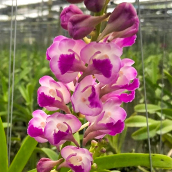 Rhynchostylis orchid RHY COELESTIS X AER LAWRENCEA