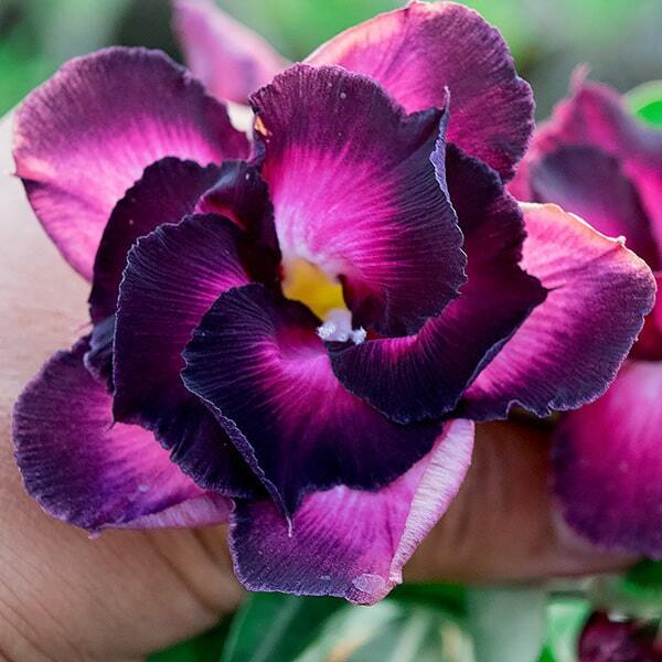 Adenium obesum RISING VIOLET