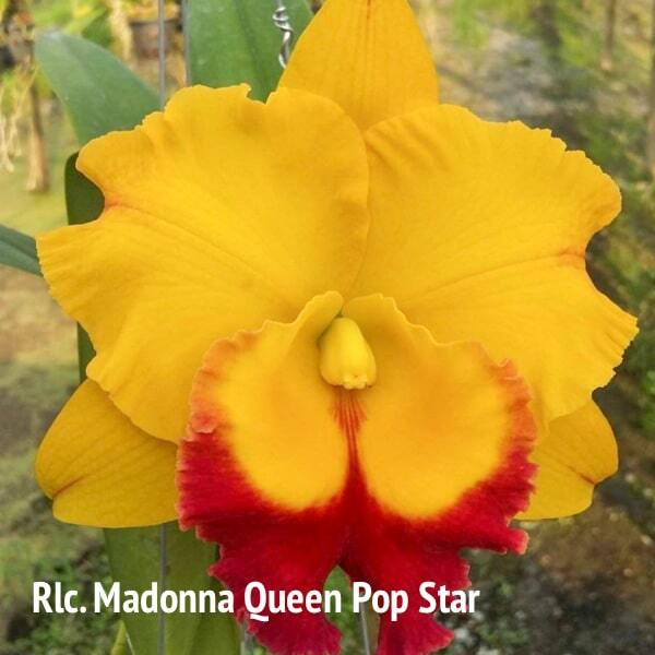 Rhyncholaeliocattleya orchid RLC. MADONNA QUEEN POP STAR
