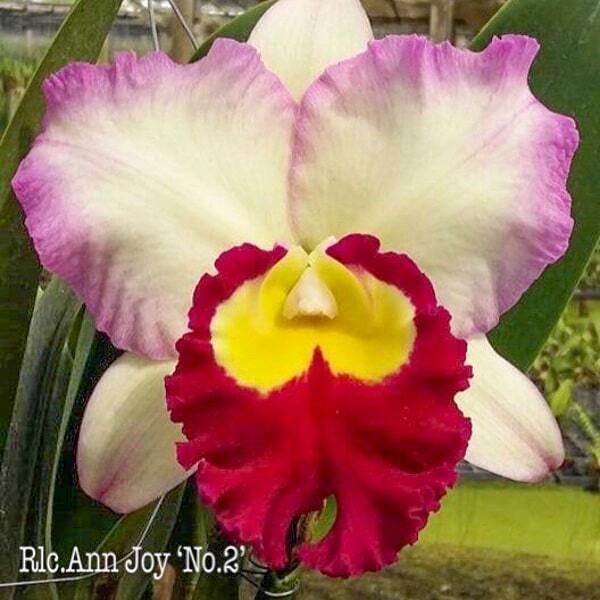Rhyncholaeliocattleya orchid RLC. ANN JOY N2