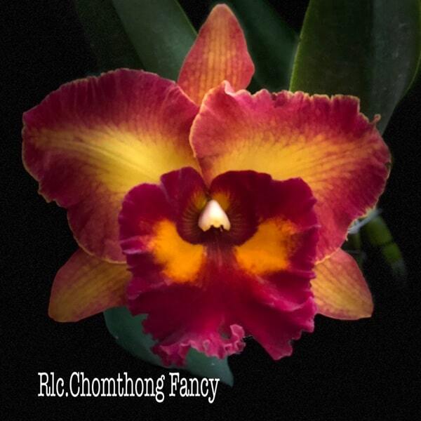 Rhyncholaeliocattleya orchid RLC. CHOMTHONG FANCY