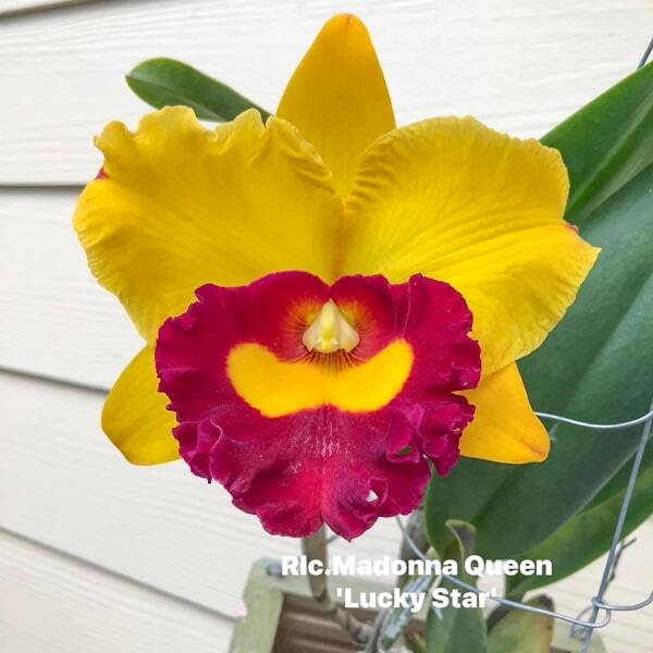 Rhyncholaeliocattleya orchid RLC. MADONNA QUEEN LUCKY STAR