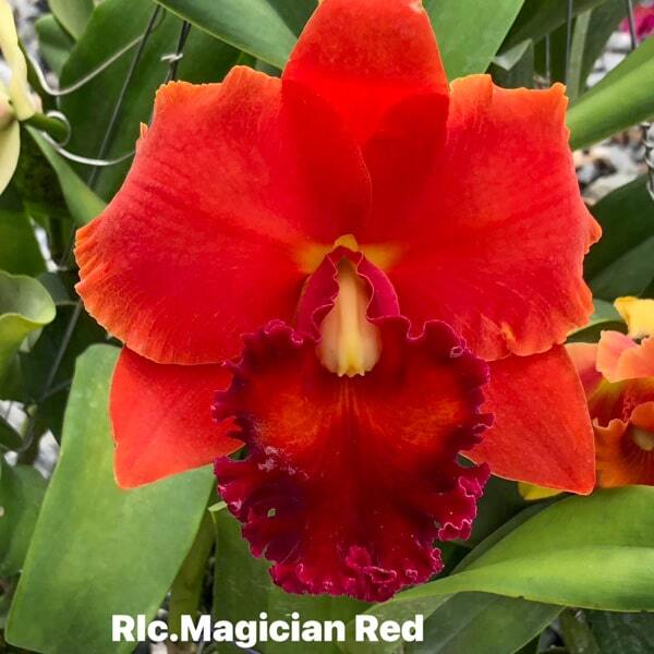 Rhyncholaeliocattleya orchid RLC. MAGICIAN RED