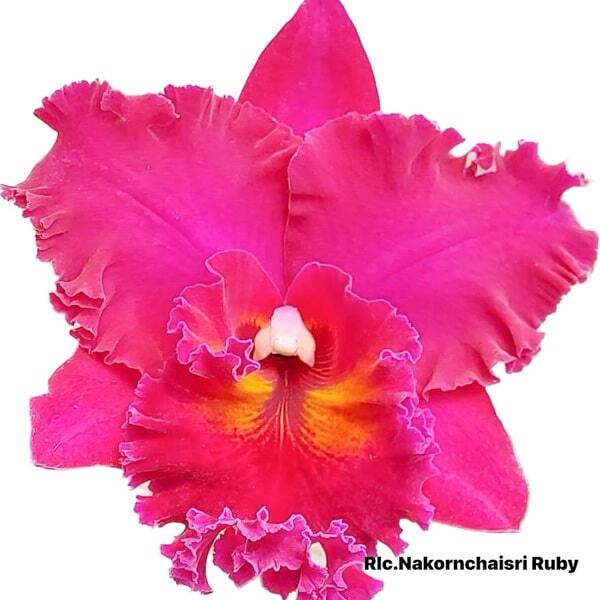 Rhyncholaeliocattleya orchid RLC. NAKORNCHAISRI RUBY