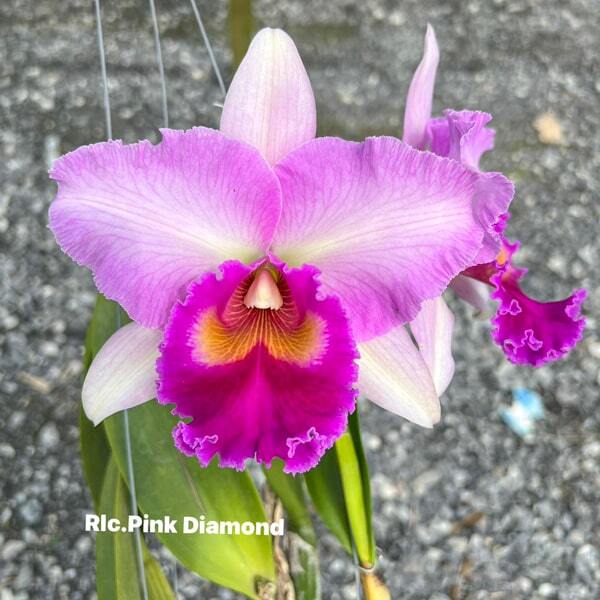 Rhyncholaeliocattleya orchid RLC. PINK DIAMOND
