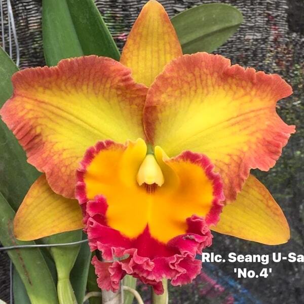 Rhyncholaeliocattleya orchid RLC. SAENG U-SA N4