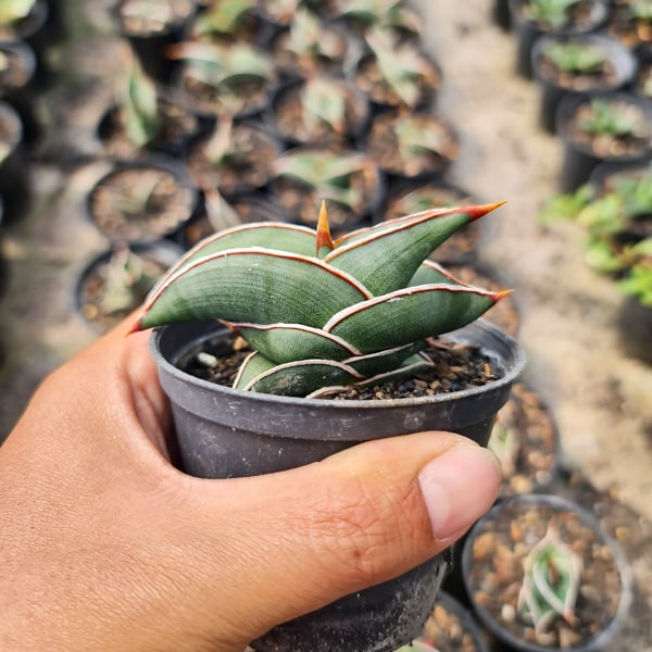 Sansevieria RORIDA