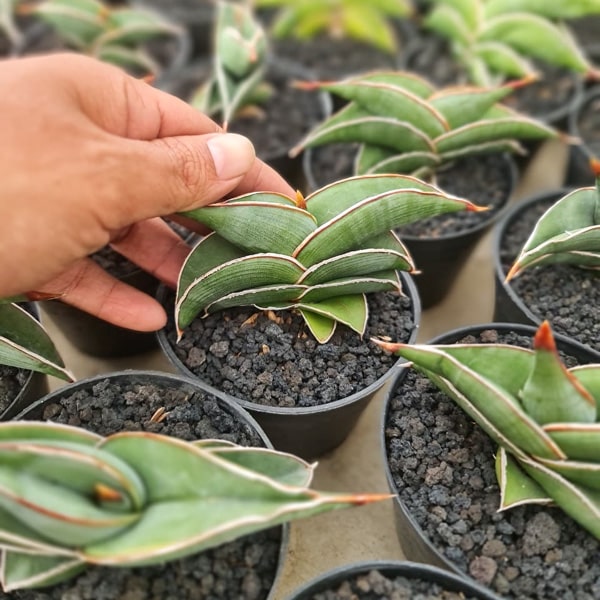 Sansevieria RORIDA M SIZE