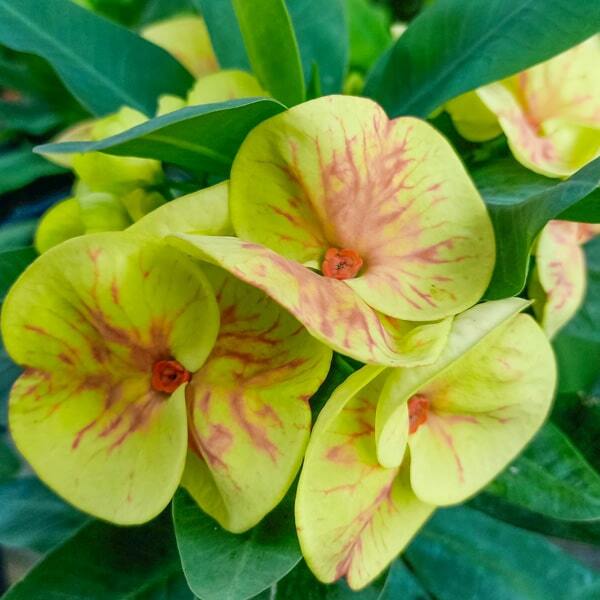 Euphorbia Milii RUAY THONG