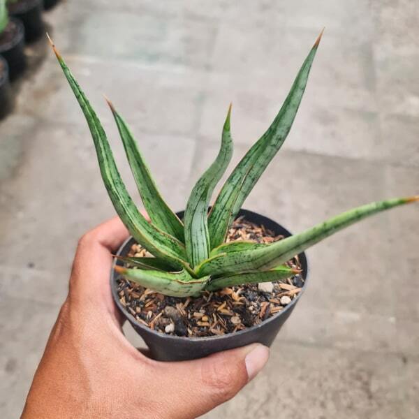 Sansevieria RUDAL