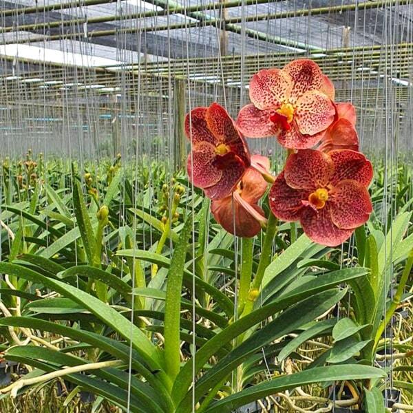 Vanda orchid V RUJIROT