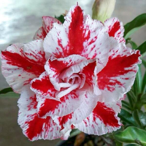 Adenium obesum RUNG NIRAN
