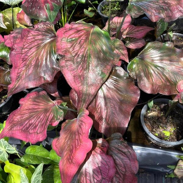 Caladium RUNG RATSANA HA