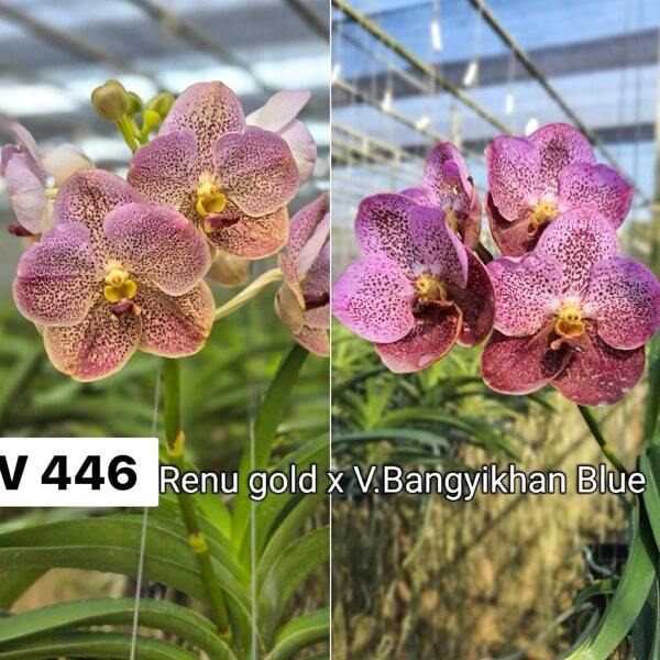 Vanda orchid V RENU GOLD X V BANGYIKHAN BLUE #446