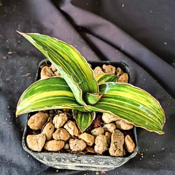 Sansevieria SAMURAI BLUE VAR