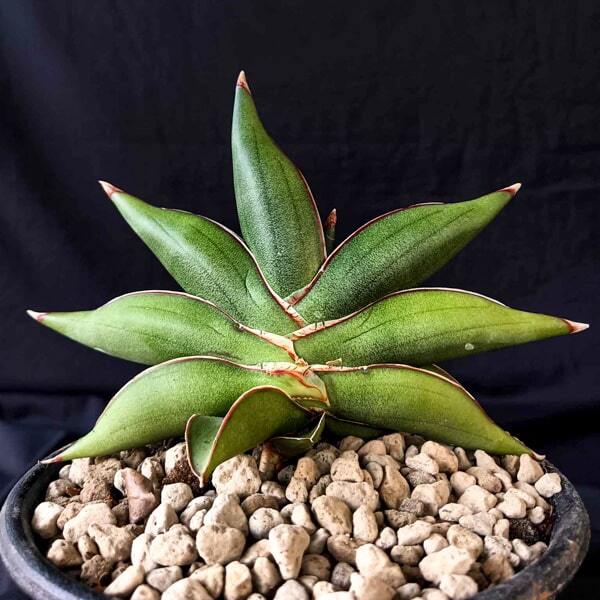 Sansevieria SAWATDEE