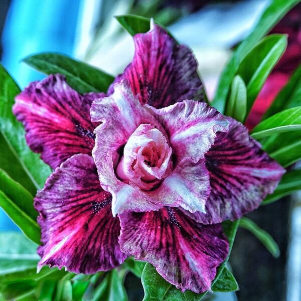 Adenium obesum SIAM 25-01
