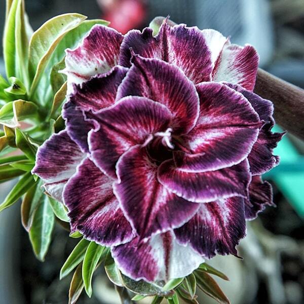 Adenium obesum SIAM 25-10