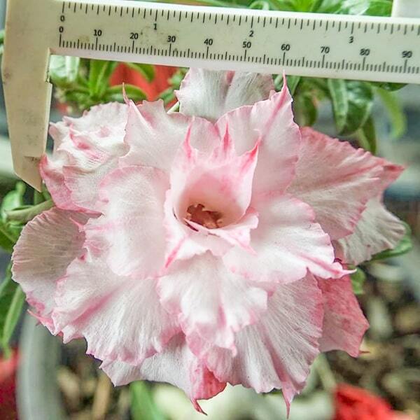 Adenium obesum SIAM 25-28