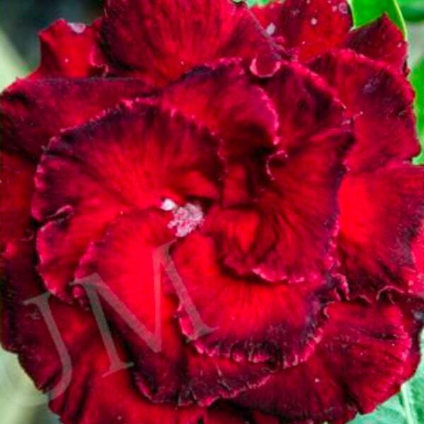 Adenium obesum SIAM 25-30