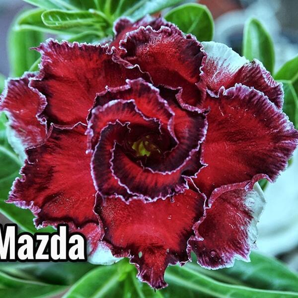 Adenium obesum SIAM 25-40