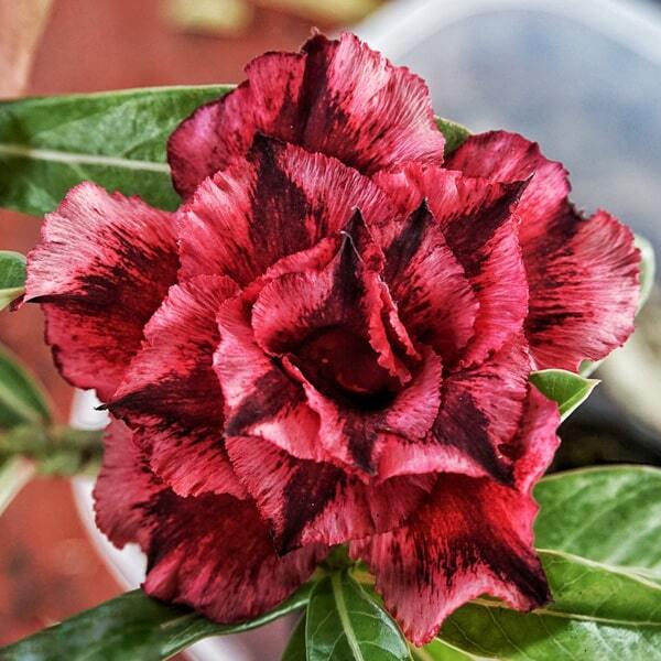 Adenium obesum SIAM 25-42