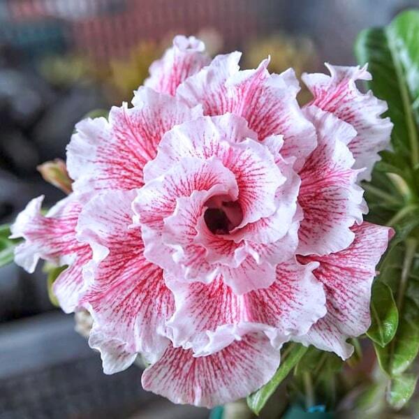Adenium obesum SIAM 25-48