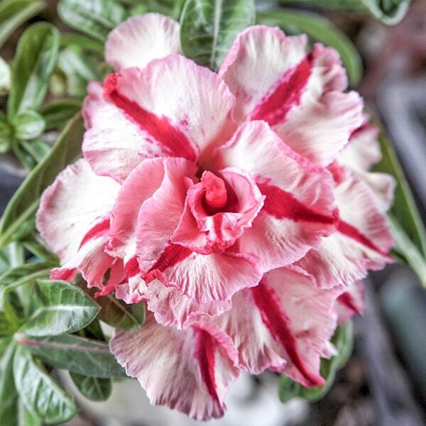 Adenium obesum SIAM 25-52