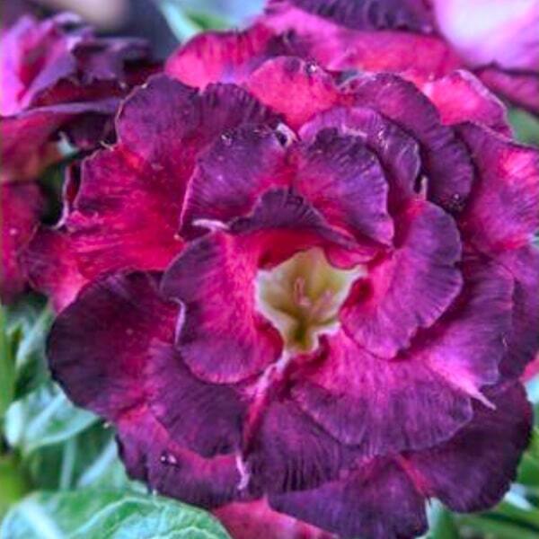 Adenium obesum SIAM 25-56