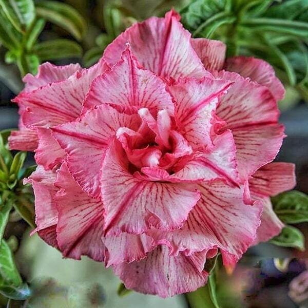 Adenium obesum SIAM 25-57