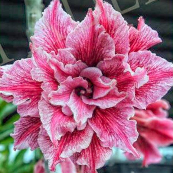 Adenium obesum SIAM 25-59