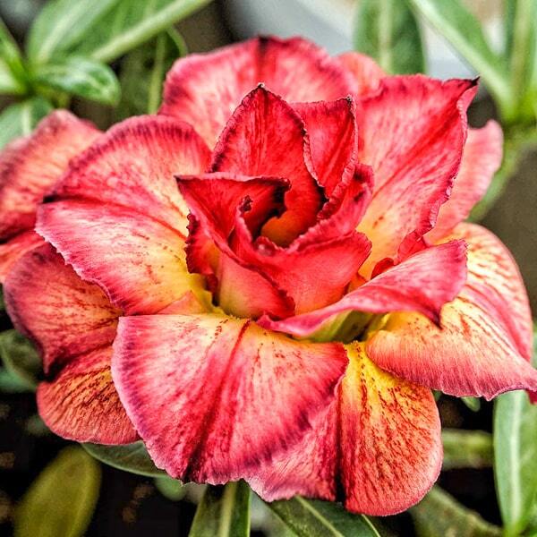 Adenium obesum SIAM 25-60