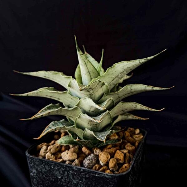 Sansevieria SNOWFLAKE