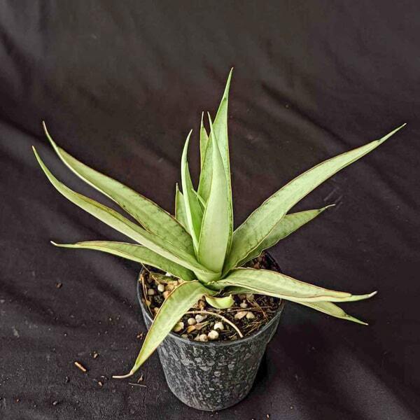 Sansevieria STORMY SILVER