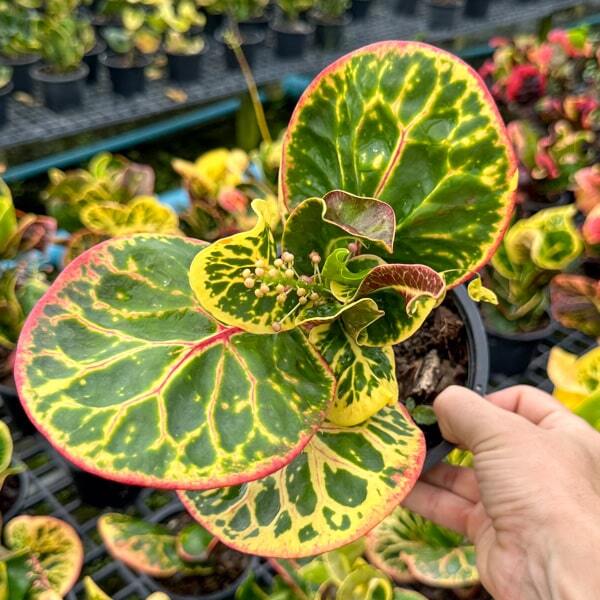 Croton SEDTHEE MUEANG CHAN