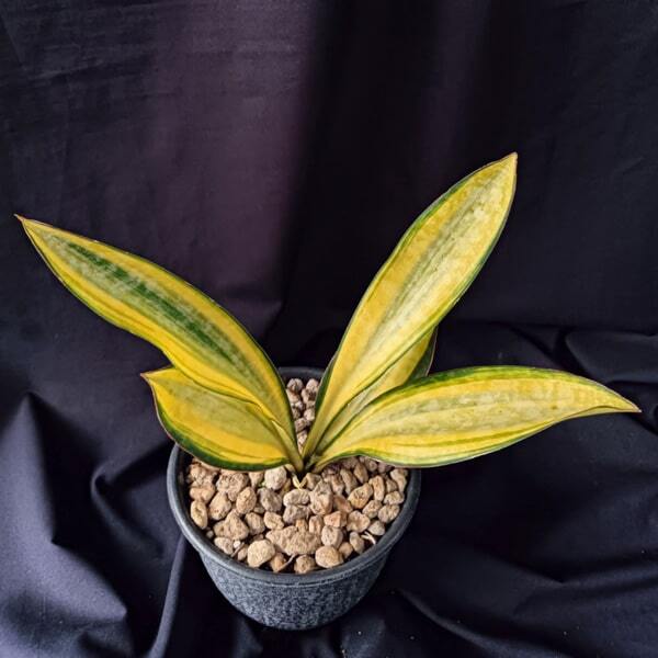 Sansevieria SUDWALLA CAVES VAR