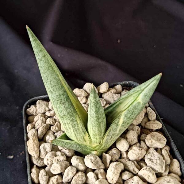 Sansevieria SUKI ONNA VAR