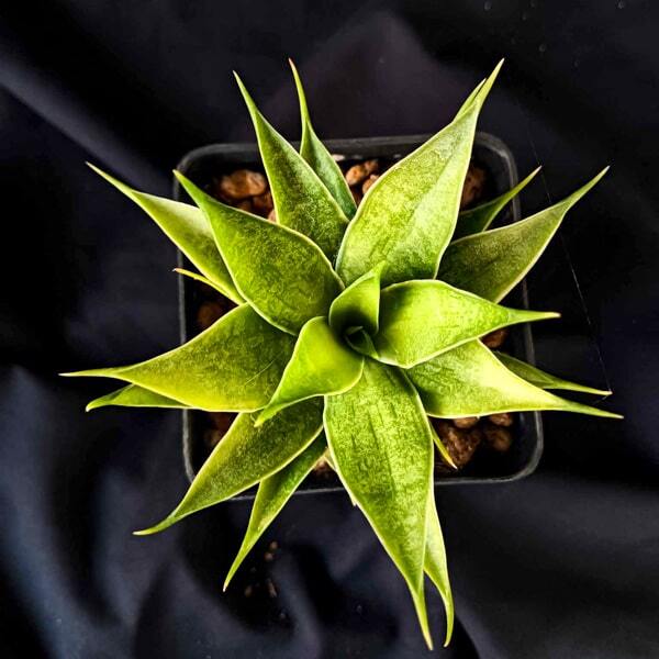 Sansevieria SUNFLOWER