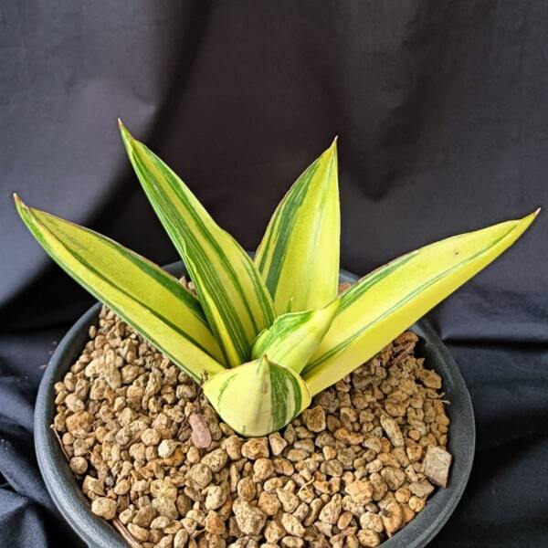 Sansevieria SUNNY VAR