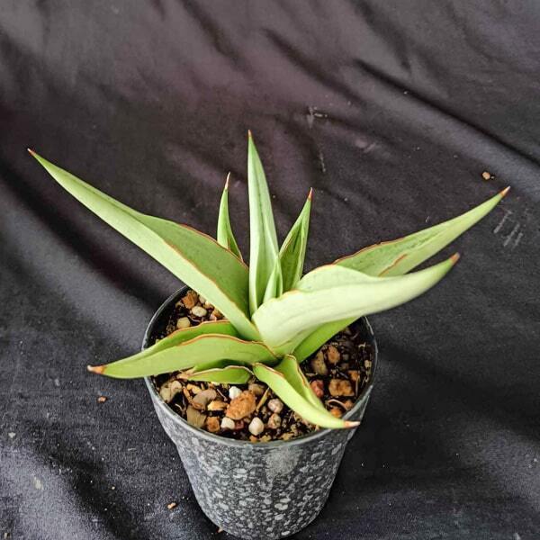 Sansevieria SWAN DANCER