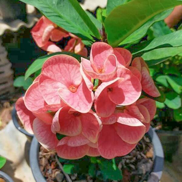 Euphorbia Milii SAB MAHOLAN