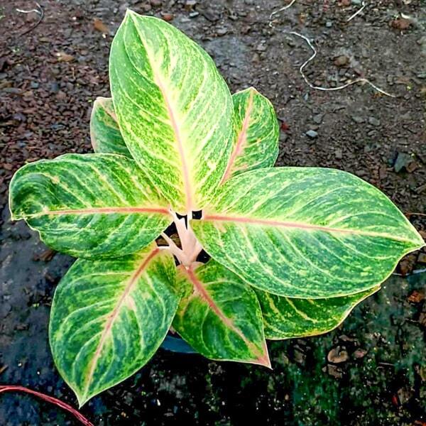 Aglaonema SAB NAREE