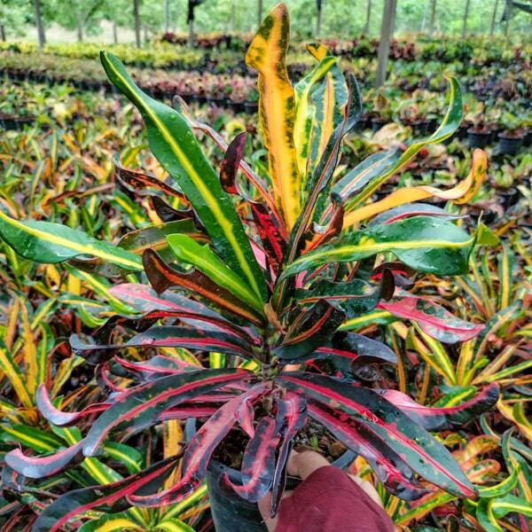 Croton SAI RUNG SIAM