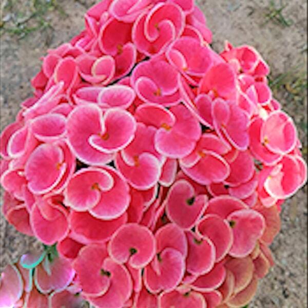 Euphorbia Milii SAKID JAI