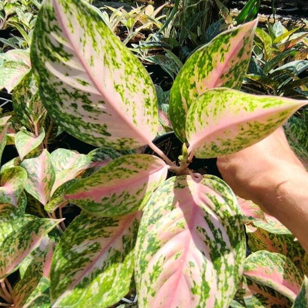 Aglaonema SAMPAO THONG