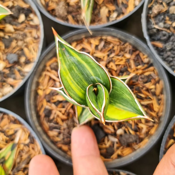 Sansevieria SAMURAI DWARF VAR